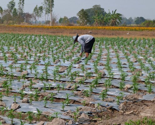 I teli di pacciamatura sono una potenziale fonte di inquinamento da microplastiche. Foto: François Molle/IRD CC BY 2.0 DEED Attribution 2.0 Generic