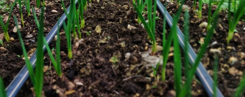La Scoscesa è una Lighthouse Farm che applica l'agricoltura naturale coreana sfruttando il ruolo dei microrganismi per fertilizzare il suolo. Foto: La Scoscesa