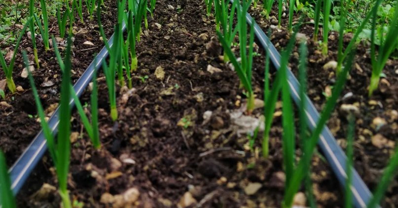 La Scoscesa è una Lighthouse Farm che applica l'agricoltura naturale coreana sfruttando il ruolo dei microrganismi per fertilizzare il suolo. Foto: La Scoscesa