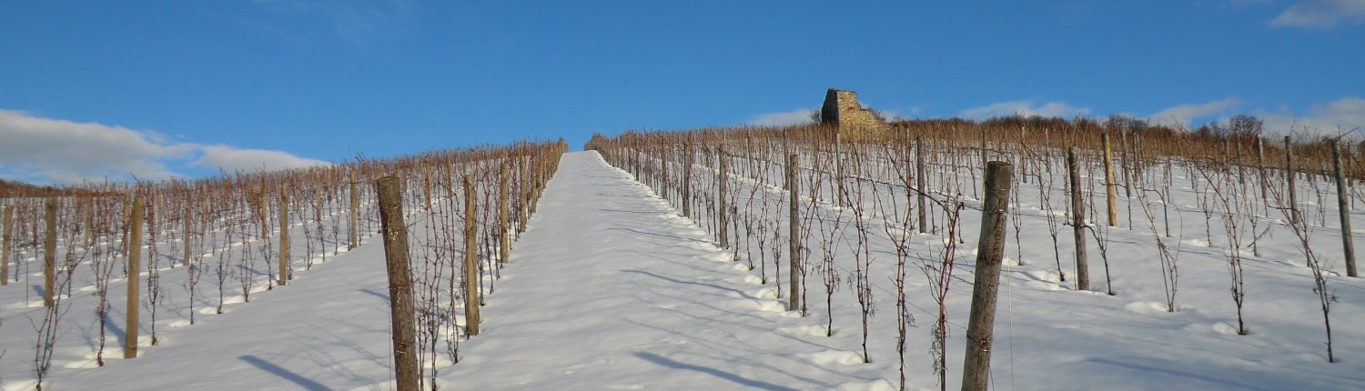L'esperienza dell'azienda agricola molisana Vi.ni.ca testimonia l'apporto positivo della neve per i terreni agricoli. FOTO: Azienda agricola Vi.ni.ca.
