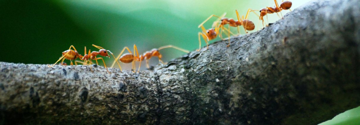 Ants may be perfect candidates for providing useful insights into crop impacts. Photo: Poranimm Athithawatthee Pexels Free to Use