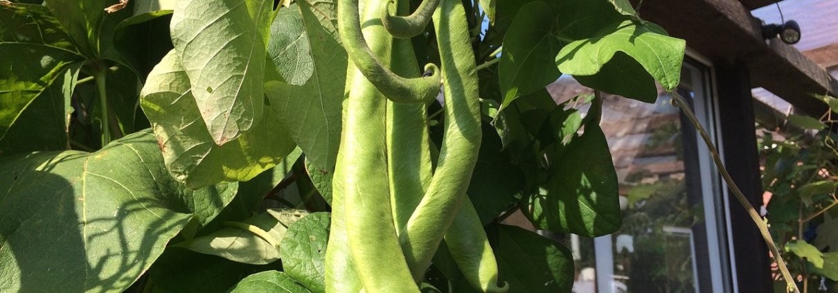 Gli scienziati studiano da tempo la capacità dei legumi di fissare l'azoto nel suolo. Foto: pfeifferichard0 free to use Pixabay Content license