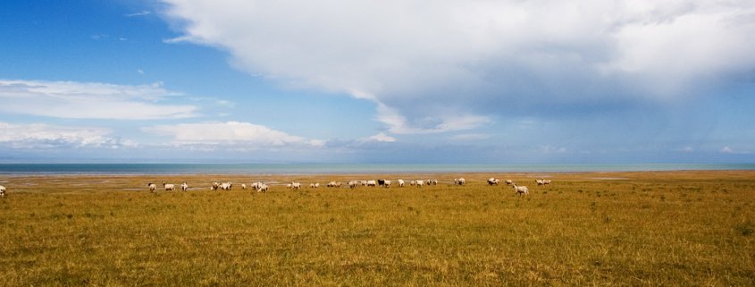 Nel XXI secolo la q uota di praterie cinesi soggette a grave e moderata desertificazione è scesa dal 52% al 37%. Foto: neverdance CC BY-SA 3.0 DEED Attribution-ShareAlike 3.0 Unported