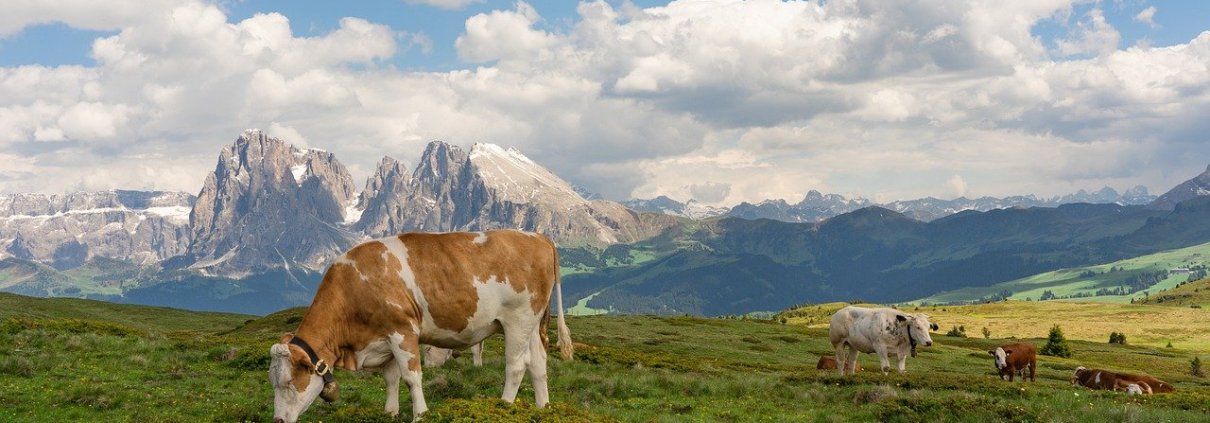 Oltre il 29% del carbonio che una volta disperso non può essere recuperato in tempi ragionevoli si trova nella biomassa presente in montagna: una riserva di ecosistemi insostituibili, biodiversità e servizi ecosistemici di importanza globale. FOTO: 🌼Christel🌼 da Pixabay