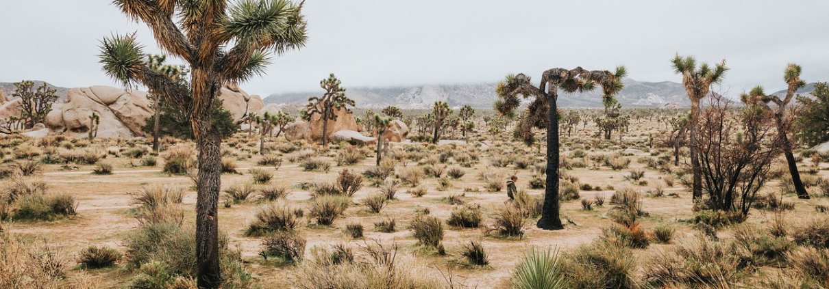 Un adeguato sfruttamento delle terre aride come i deserti potrebbe trasformarle in preziosi strumenti per il sequestro del carbonio. FOTO: zj900430 from Pixabay