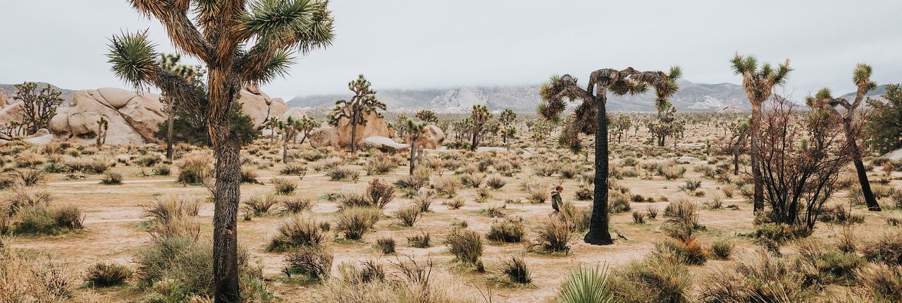 Un adeguato sfruttamento delle terre aride come i deserti potrebbe trasformarle in preziosi strumenti per il sequestro del carbonio. FOTO: zj900430 from Pixabay