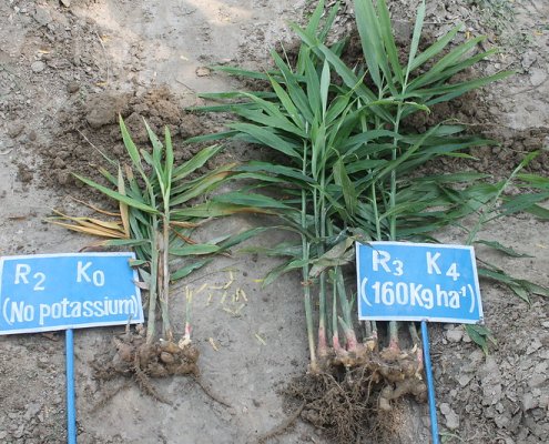 Il potassio è un nutriente essenziale per il suolo. Foto: International Potash Institute Switzerland CC BY 2.0 DEED Attribution 2.0 Generic