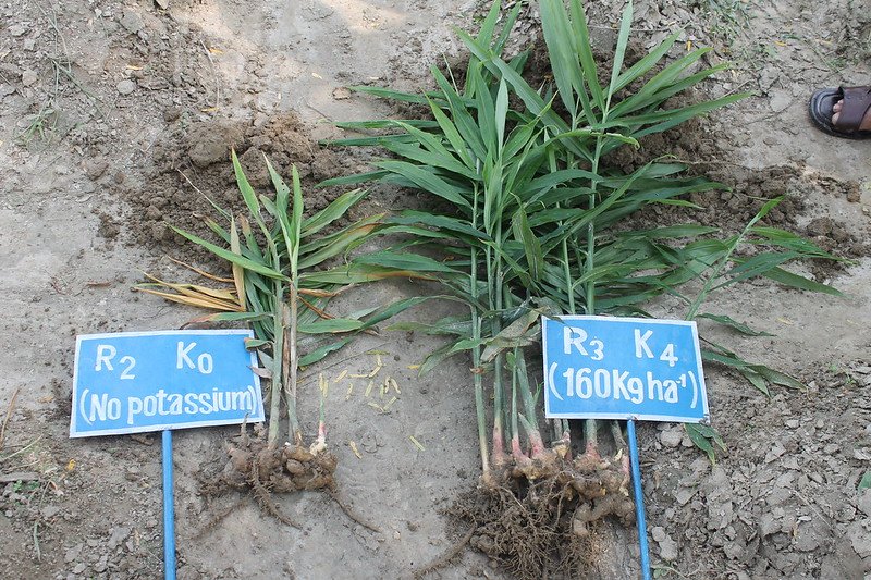 Il potassio è un nutriente essenziale per il suolo. Foto: International Potash Institute Switzerland CC BY 2.0 DEED Attribution 2.0 Generic