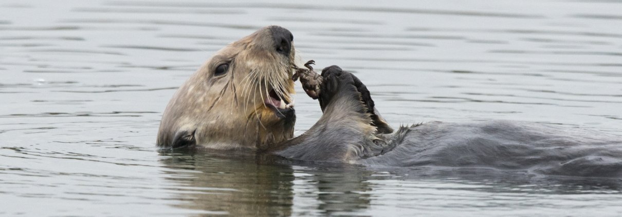 Una lontra di mare nell'estuario dell'Elkhorn Slough, Baia di Monterey, California. FOTO: Killiii Yuyan, US National Science Foundation.
