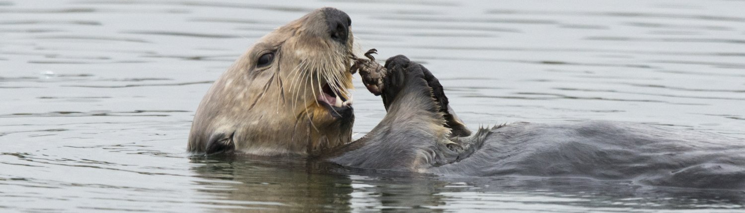 Una lontra di mare nell'estuario dell'Elkhorn Slough, Baia di Monterey, California. FOTO: Killiii Yuyan, US National Science Foundation.