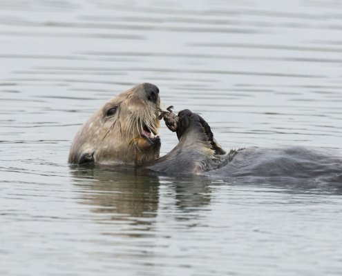 Una lontra di mare nell'estuario dell'Elkhorn Slough, Baia di Monterey, California. FOTO: Killiii Yuyan, US National Science Foundation.