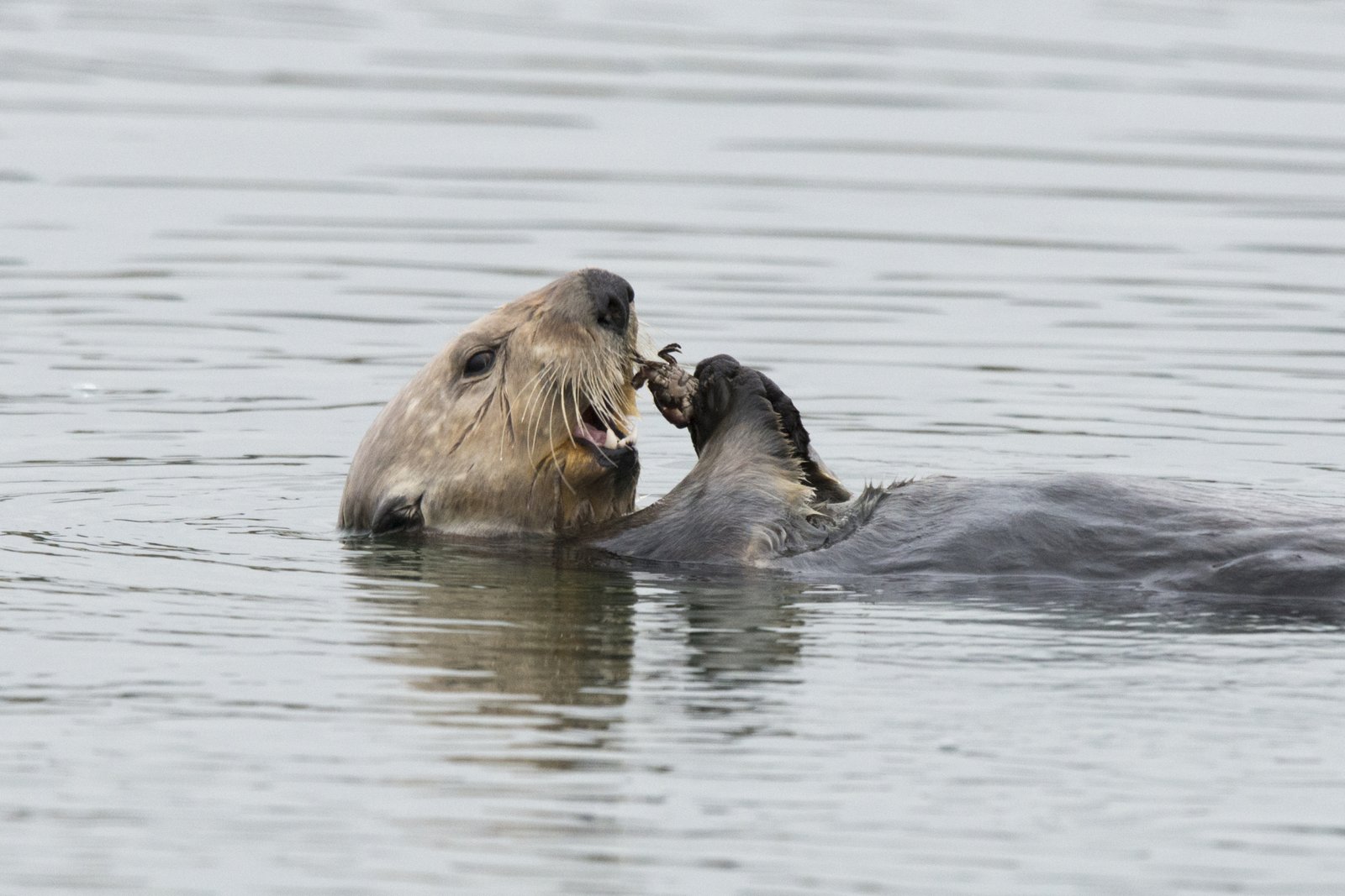 Una lontra di mare nell'estuario dell'Elkhorn Slough, Baia di Monterey, California. FOTO: Killiii Yuyan, US National Science Foundation.