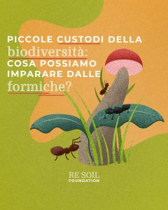 re soil formiche biodiversita