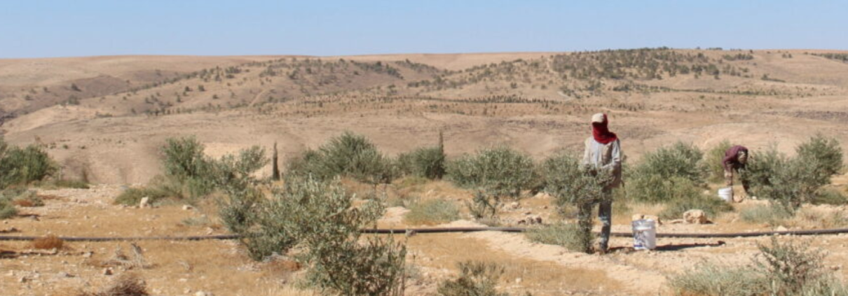 Hassan, Yousef e altri rifugiati, coinvolti nella manutenzione degli alberi piantati nella riserva di Jothur in Giordania. FOTO: Acted, 2023.
