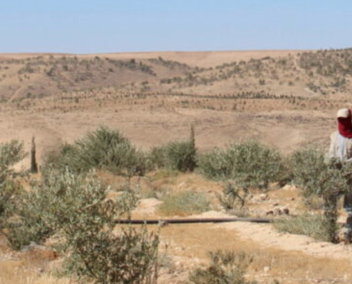 Hassan, Yousef e altri rifugiati, coinvolti nella manutenzione degli alberi piantati nella riserva di Jothur in Giordania. FOTO: Acted, 2023.