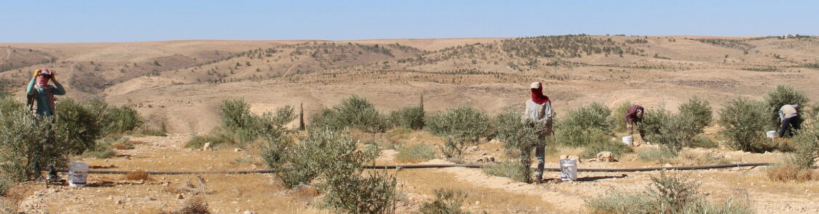 Hassan, Yousef e altri rifugiati, coinvolti nella manutenzione degli alberi piantati nella riserva di Jothur in Giordania. FOTO: Acted, 2023.