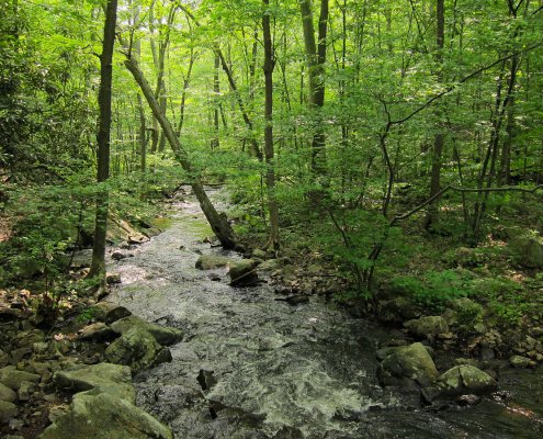In eastern U.S. forests, trees cool the land surface by 1-2°C per year compared to nearby grasslands and agricultural fields. Photo: Miguel.v CC0 1.0 DEED CC0 1.0 Universal