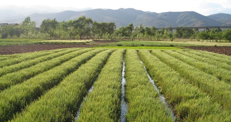 A good irrigation strategy is crucial as the increasing frequency of extreme events favors floods and droughts. Photo: Global Water Forum CC BY 2.0 DEED Attribution 2.0 Generic