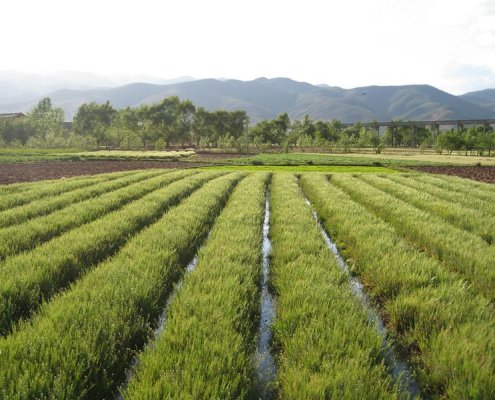 Una buona strategia di irrigazione è decisiva a fronte dalla crescita della frequenza di fenomeni estremi che favoriscono alluvioni e siccità. Foto: Global Water Forum CC BY 2.0 DEED Attribution 2.0 Generic