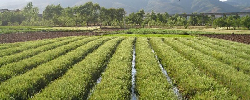 Una buona strategia di irrigazione è decisiva a fronte dalla crescita della frequenza di fenomeni estremi che favoriscono alluvioni e siccità. Foto: Global Water Forum CC BY 2.0 DEED Attribution 2.0 Generic