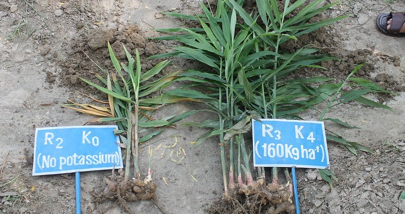 Potassium is an essential soil nutrient. Photo: International Potash Institute Switzerland CC BY 2.0 DEED Attribution 2.0 Generic