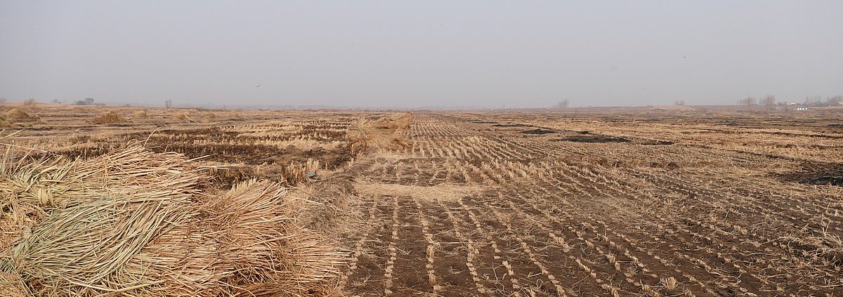 Researchers developed and tested a new restoration method in Shandong and Heilongjiang provinces in northern China. Photo: Jay Fang CC BY-SA 3.0 DEED Attribution-ShareAlike 3.0 Unported