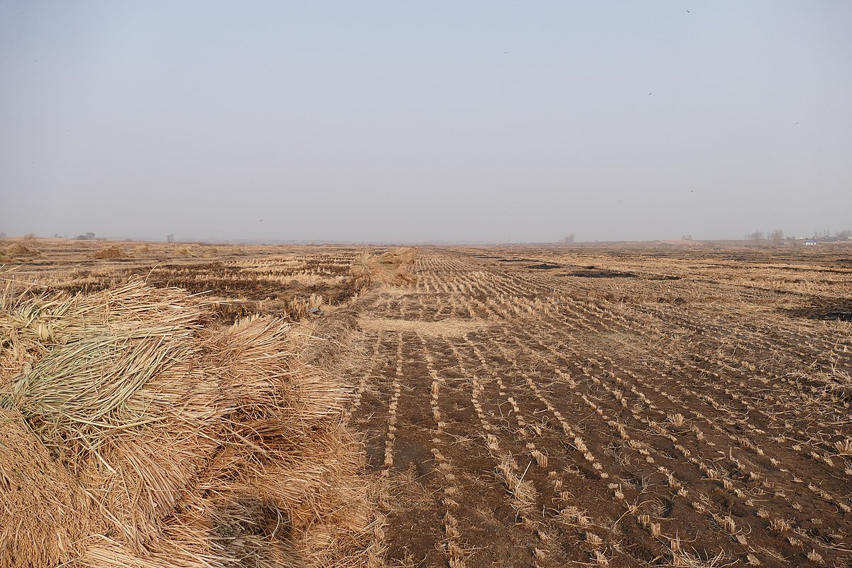 I ricercatori hanno sviluppato e testato un nuovo metodo di ripristino nelle province di Shandong e Heilongjiang, nel nord della Cina. Foto: Jay Fang CC BY-SA 3.0 DEED Attribution-ShareAlike 3.0 Unported