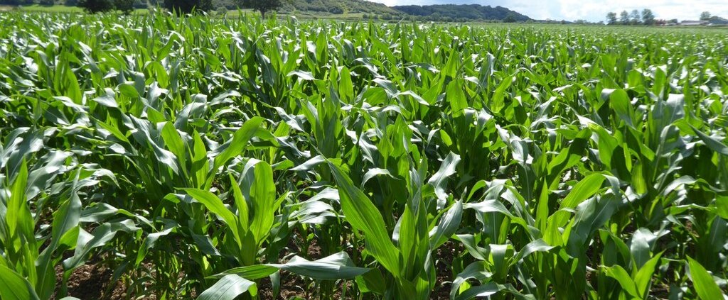 Interaction with plant roots impacts soil health. Photo: Philip Halling CC BY-SA 2.0 DEED Attribution-ShareAlike 2.0 Generic