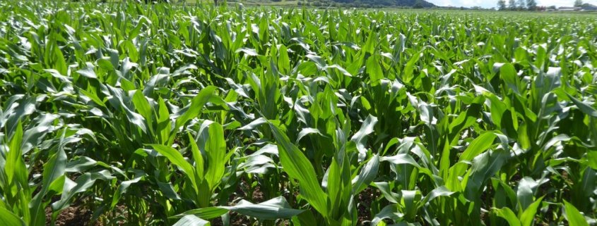 Interaction with plant roots impacts soil health. Photo: Philip Halling CC BY-SA 2.0 DEED Attribution-ShareAlike 2.0 Generic