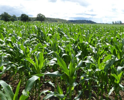 L'interazione con le radici delle piante impatta sulla salute del suolo. Foto: Philip Halling CC BY-SA 2.0 DEED Attribution-ShareAlike 2.0 Generic