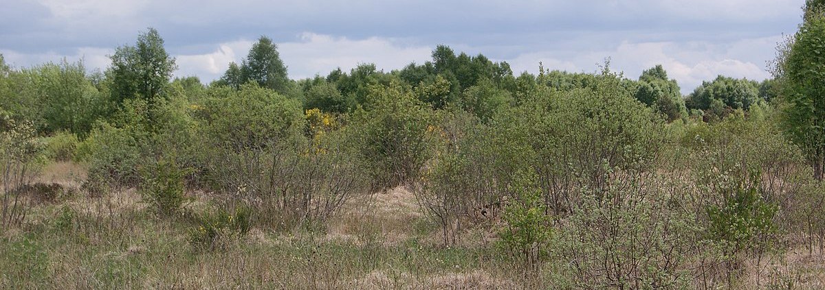 Peatlands store one-third of the organic carbon in global soils. Photo: Brian Nelson CC BY-SA 2.0 DEED Attribution-ShareAlike 2.0 Generic