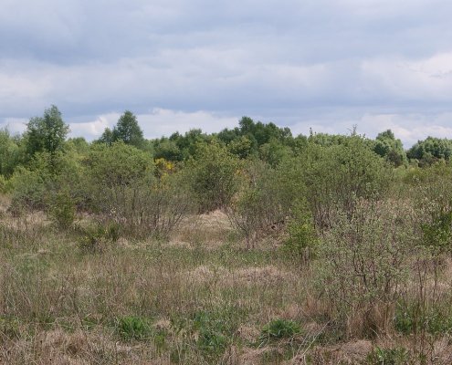 Peatlands store one-third of the organic carbon in global soils. Photo: Brian Nelson CC BY-SA 2.0 DEED Attribution-ShareAlike 2.0 Generic