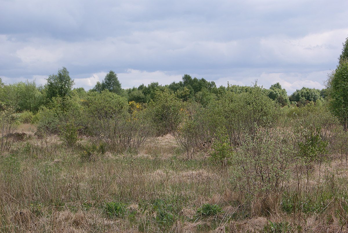 Le torbiere conservano un terzo del carbonio organico del suolo terrestre. Foto: Brian Nelson CC BY-SA 2.0 DEED Attribution-ShareAlike 2.0 Generic