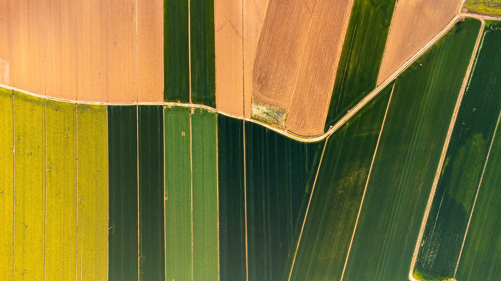 Nel 2022, solo l'8% della superficie coltivata in Europa era gestita con soluzioni 4.0. FOTO: Matteo Berlenga.
