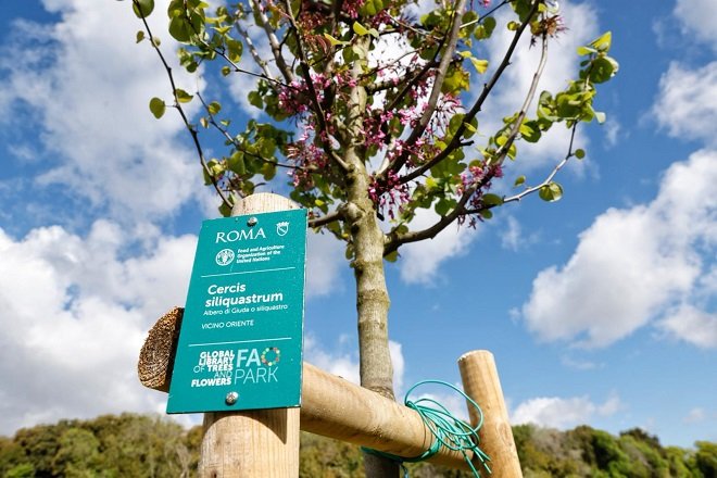 Una delle 200 specie arboree piantate nel FAO Park di Villa Pamphilj a Roma. FOTO: ©FAO/Cristiano Minichiello