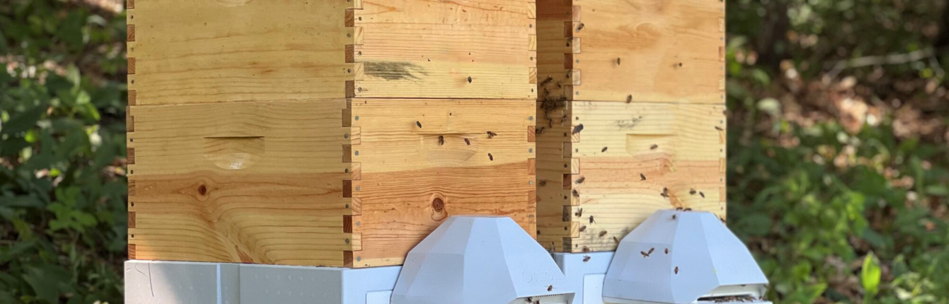 Le api – sia domestiche che selvatiche – svolgono un ruolo cruciale nell’impollinazione del 70% delle specie vegetali del Pianeta e contribuiscono al 35% della produzione alimentare globale. FOTO: Apicoltura urbana.