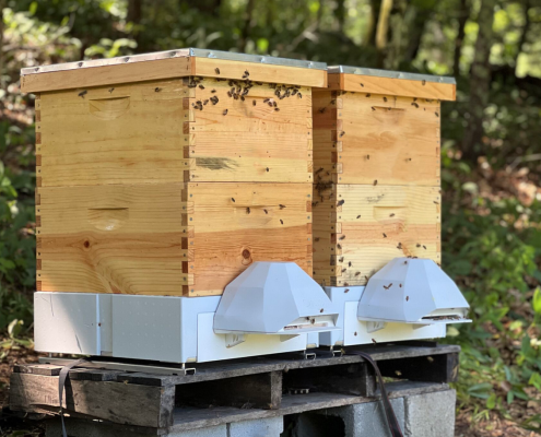 Le api – sia domestiche che selvatiche – svolgono un ruolo cruciale nell’impollinazione del 70% delle specie vegetali del Pianeta e contribuiscono al 35% della produzione alimentare globale. FOTO: Apicoltura urbana.