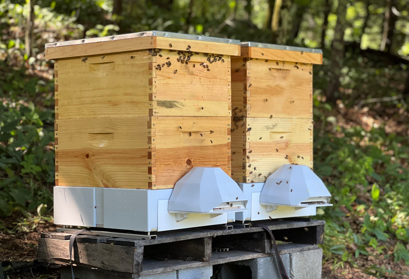 Le api – sia domestiche che selvatiche – svolgono un ruolo cruciale nell’impollinazione del 70% delle specie vegetali del Pianeta e contribuiscono al 35% della produzione alimentare globale. FOTO: Apicoltura urbana.