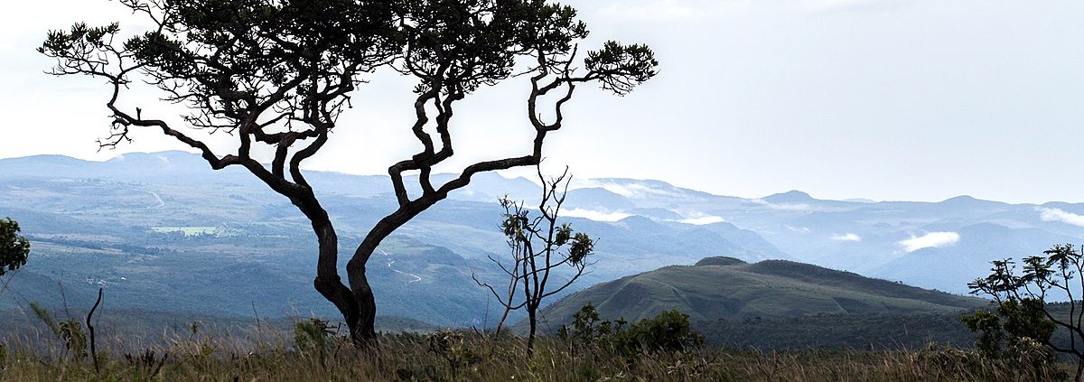 The survey on the effect of biodiversity in countering exotic species was arealized in Chapada dos Veados National Park, west-central Brazil. Photo: Eliane de Castro CC BY-SA 4.0 DEED Attribution-ShareAlike 4.0 International
