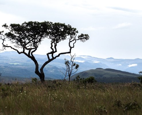 L'indagine sull'effetto della biodiversità nel contrasto alle specie esotiche è stata arealizzata nel Parco Nazionale Chapada dos Veados, nel Brasile centro-occidentale. Foto: Eliane de Castro CC BY-SA 4.0 DEED Attribution-ShareAlike 4.0 International