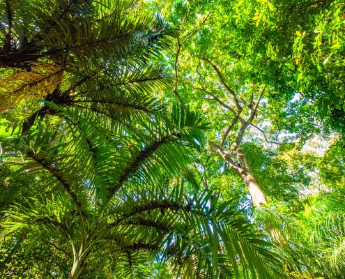 To measure the effectiveness of biodiversity protection strategies, researchers analyzed the distribution of forest bird habitat in Colombia. Photo: Halfpaap CC BY-ND 2.0 DEED Attribution-NoDerivs 2.0 Generic