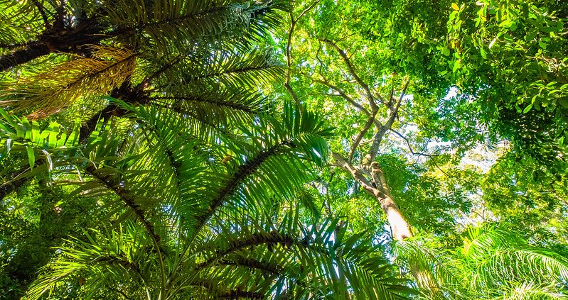 To measure the effectiveness of biodiversity protection strategies, researchers analyzed the distribution of forest bird habitat in Colombia. Photo: Halfpaap CC BY-ND 2.0 DEED Attribution-NoDerivs 2.0 Generic