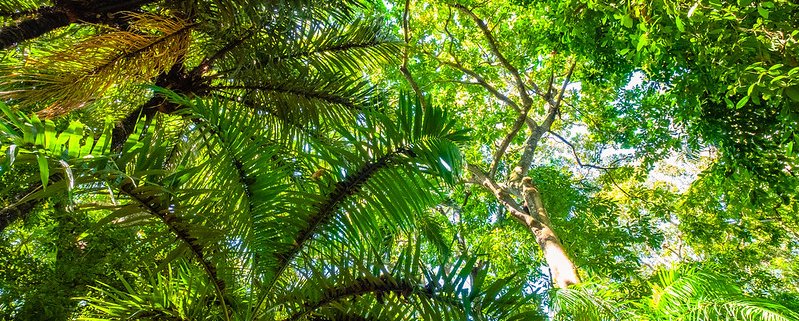 Per misurare l'efficacia delle strategie di tutela della biodiversità i ricercatori hanno analizzato la distribuzione dell'habitat degli uccelli forestali in Colombia. Foto: R. Halfpaap CC BY-ND 2.0 DEED Attribution-NoDerivs 2.0 Generic