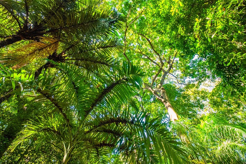 Per misurare l'efficacia delle strategie di tutela della biodiversità i ricercatori hanno analizzato la distribuzione dell'habitat degli uccelli forestali in Colombia. Foto: R. Halfpaap CC BY-ND 2.0 DEED Attribution-NoDerivs 2.0 Generic