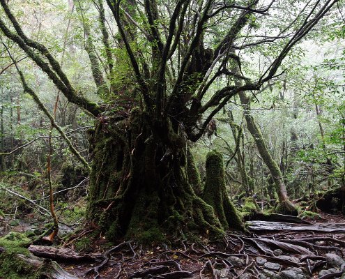 Thousand-year-old cedar trees on Yakushima Island, Japan, feature crown soils rich in biodiversity. Photo: KimonBerlin CC BY-SA 2.0 DEED