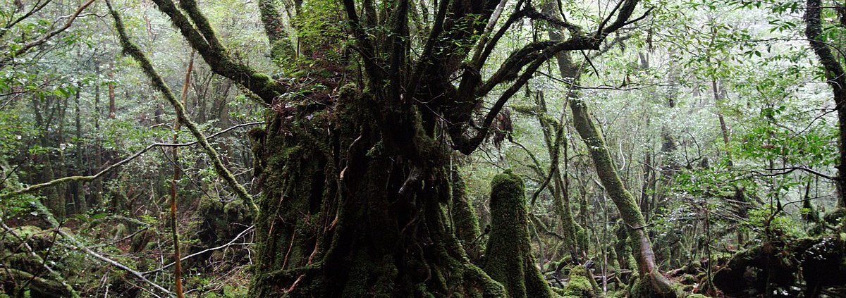 I cedri millenari dell'isola di Yakushima, in Giappone, presentano un suolo delle chiome ricco di biodiversità. Foto: KimonBerlin CC BY-SA 2.0 DEED Attribution-ShareAlike 2.0 Generic