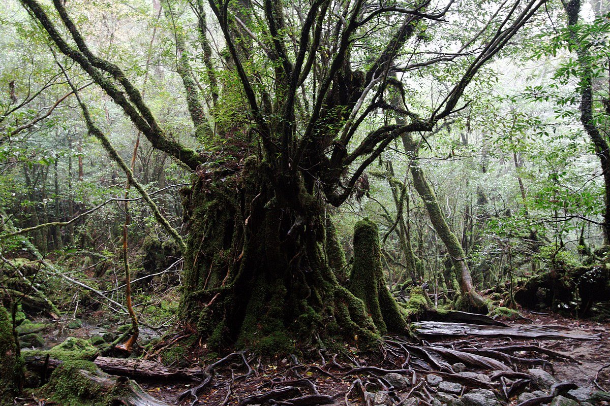 I cedri millenari dell'isola di Yakushima, in Giappone, presentano un suolo delle chiome ricco di biodiversità. Foto: KimonBerlin CC BY-SA 2.0 DEED Attribution-ShareAlike 2.0 Generic