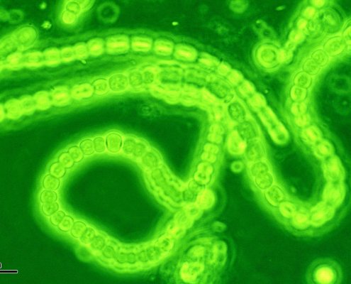 I cianobatteri, o alghe verde-azzurre, hanno un elevato contenuto di ferro e possono essere usati per produrre fertilizzanti biologici. Foto: Josef Reischig CC BY-SA 3.0 DEED Attribution-ShareAlike 3.0 Unported