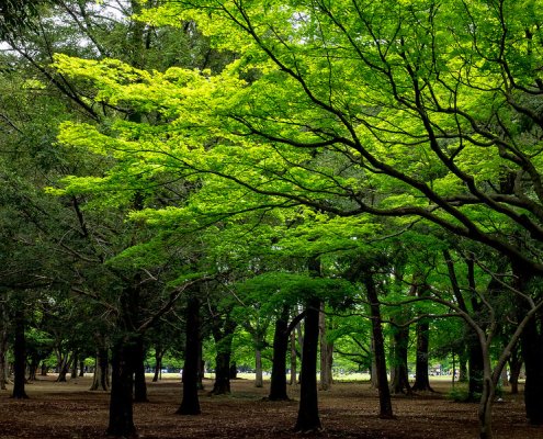 Japan's forests trap about 420 trillion airborne microplastics per year in their canopies. Photo: ajay_suresh CC BY 2.0 DEED Attribution 2.0 Generic