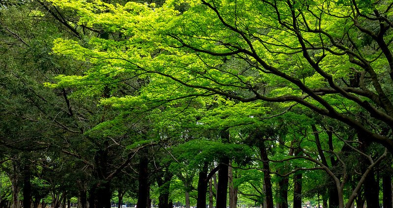 Japan's forests trap about 420 trillion airborne microplastics per year in their canopies. Photo: ajay_suresh CC BY 2.0 DEED Attribution 2.0 Generic